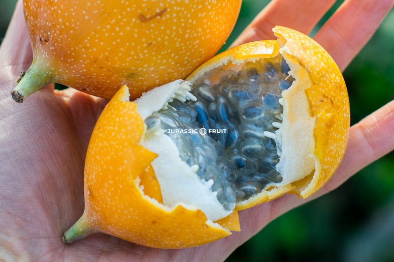 Grenadille fruit de la passion