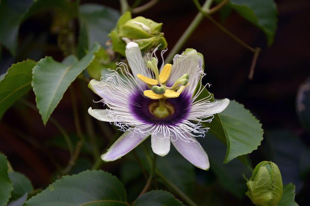 Fleur de fruit de la passion