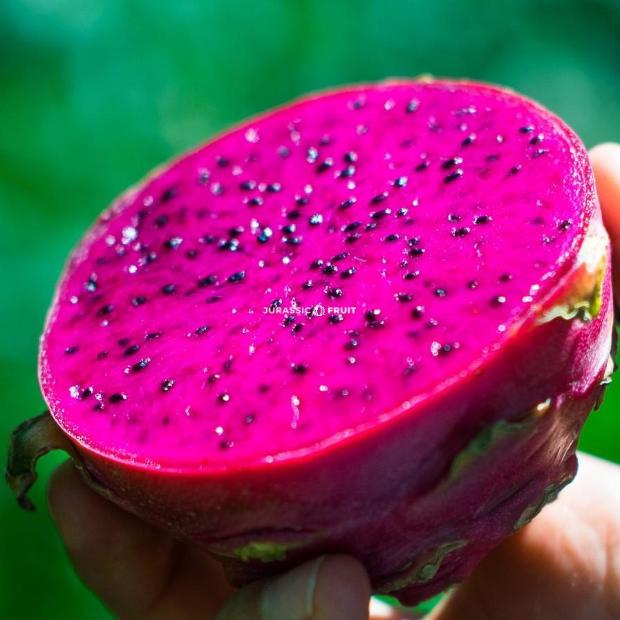 Le fruit du dragon rouge
