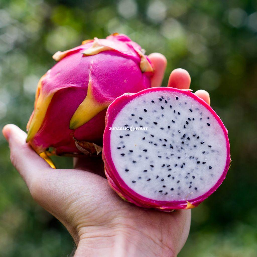Pitahaya blanc