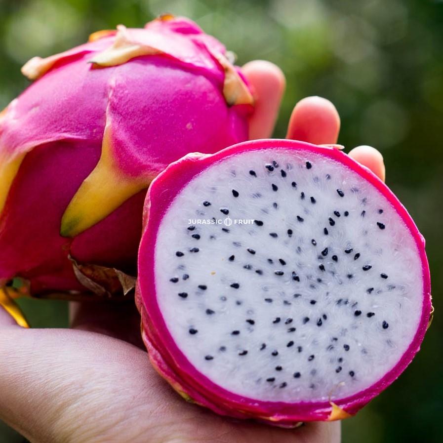 Le fruit du dragon blanc