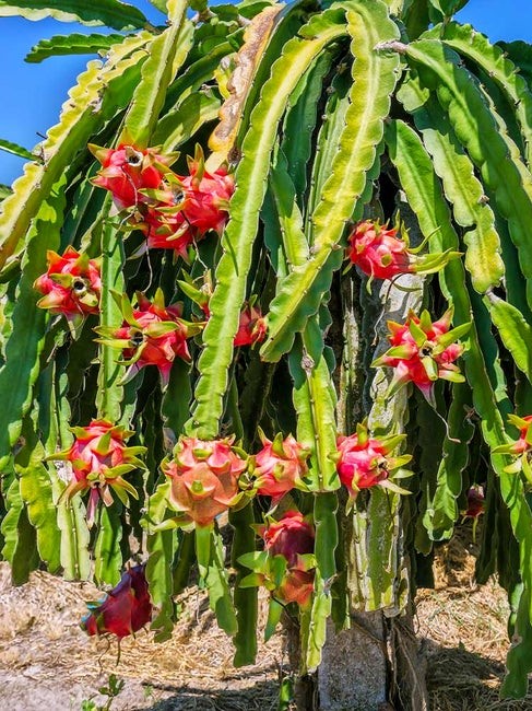 Cactus Hylocereus pitahaya