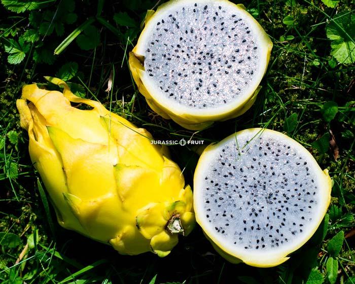fruit du dragon jaune