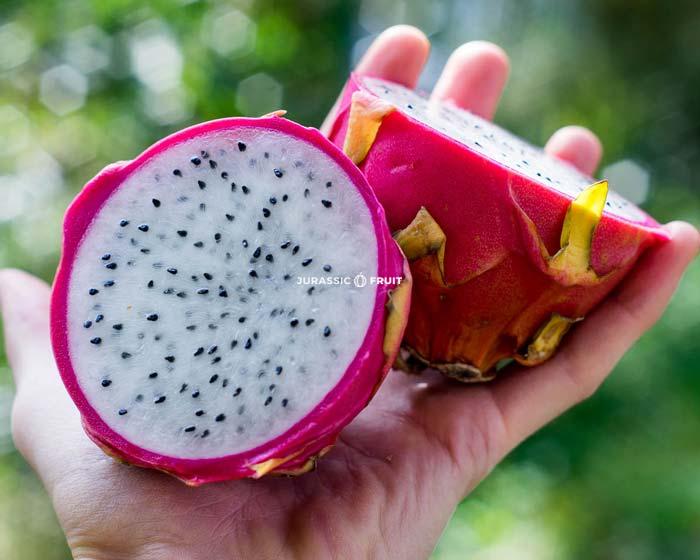 fruit du dragon blanc
