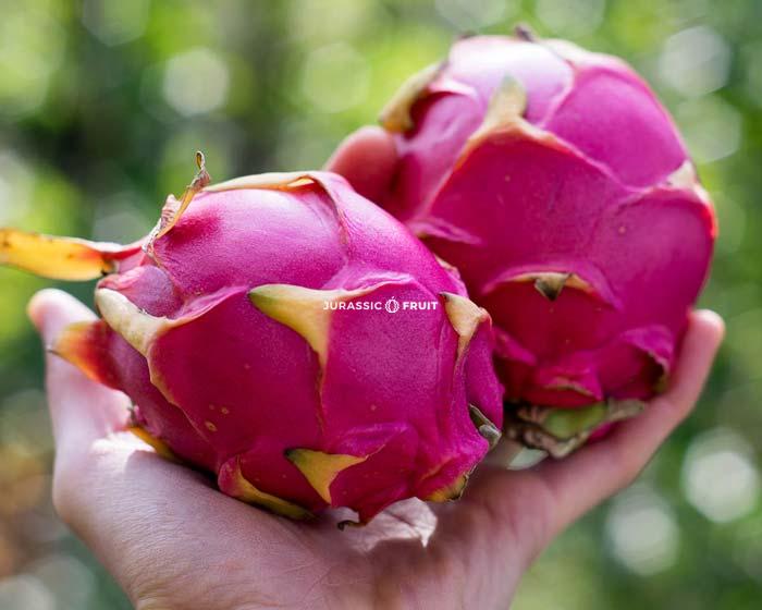 fruit du dragon ou pitaya