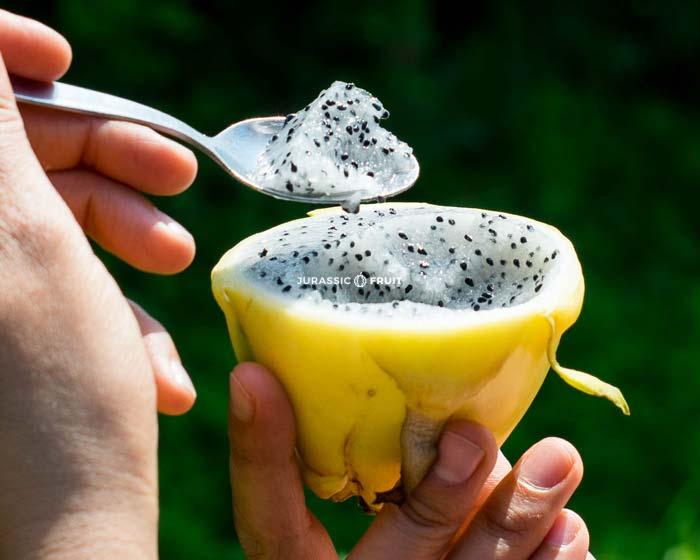 pitaya jaune à manger à la petite cuillère