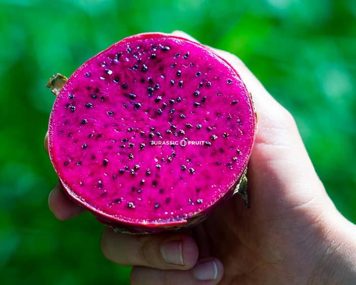 fruit du dragon rouge
